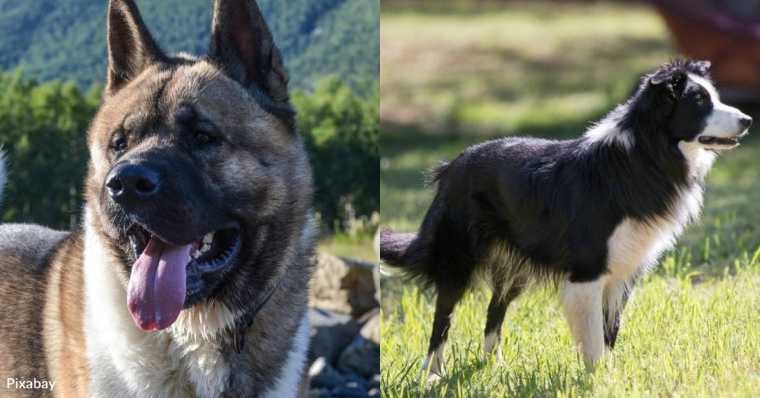 10 Dog Breeds That Can Be Difficult for First-Time Owners