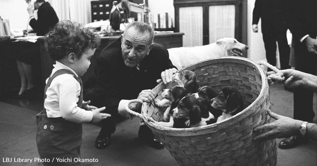 10 Fun Facts About the Adorable Scent Hound, the Beagle