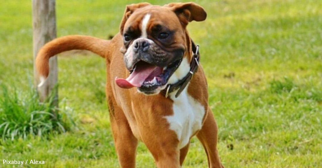 10 Fun Facts About the Clever, Goofy Boxer