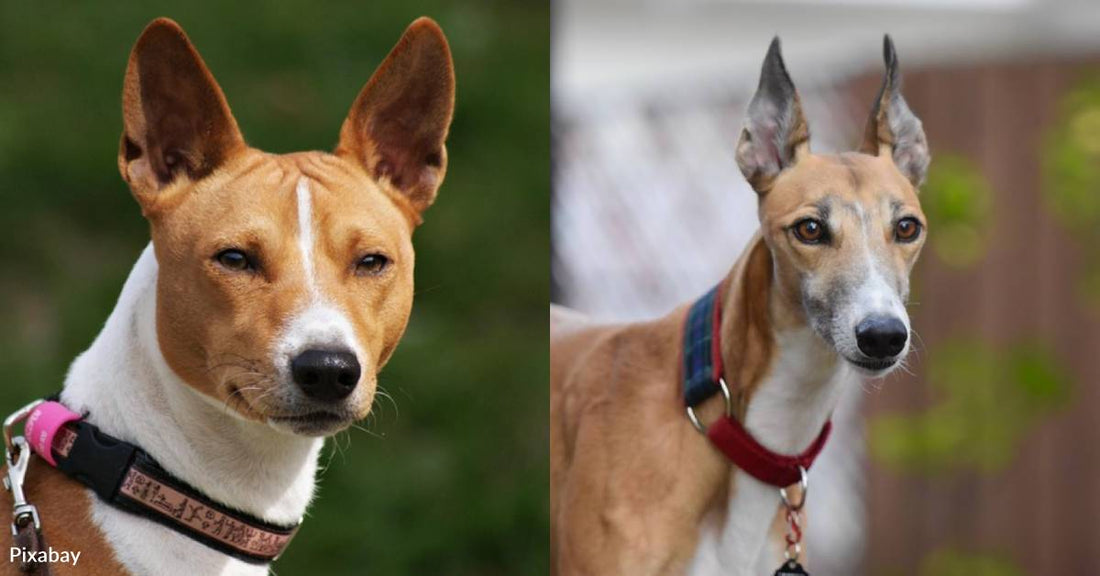 10 Cat-Like Dog Breeds