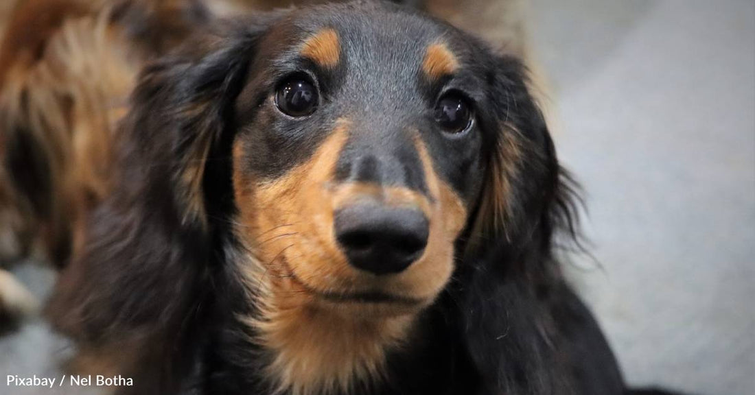 10 Fun Facts About the Spunky Dachshund