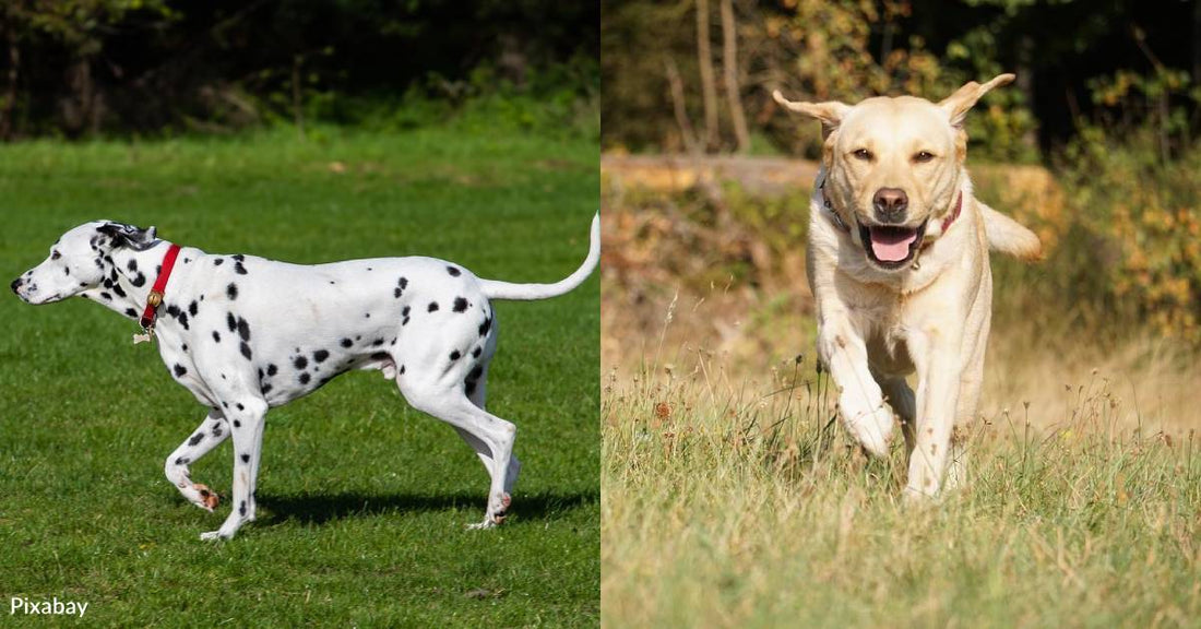 10 of the Best Dog Breeds for Runners