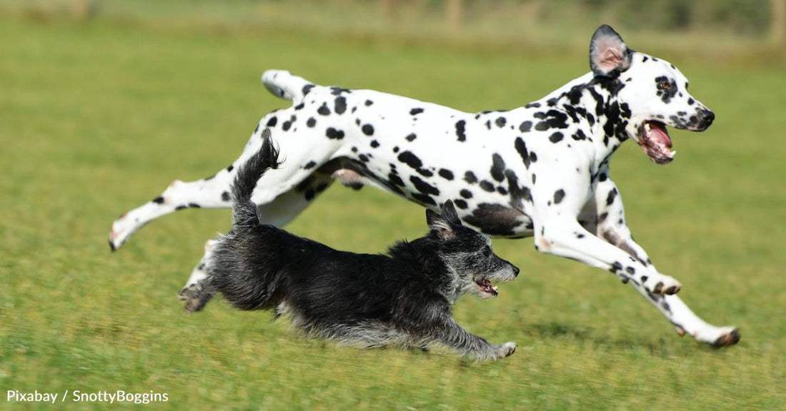 10 Fun Facts About the Firefighting Dalmatian