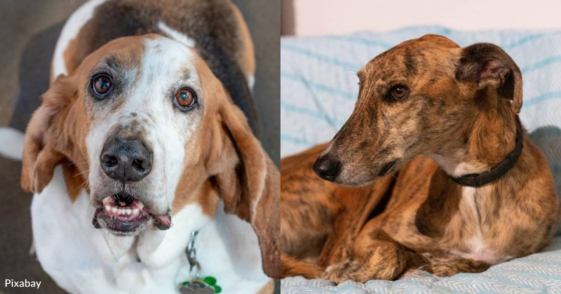 10 Dog Breeds Perfect for Apartment Dwellers