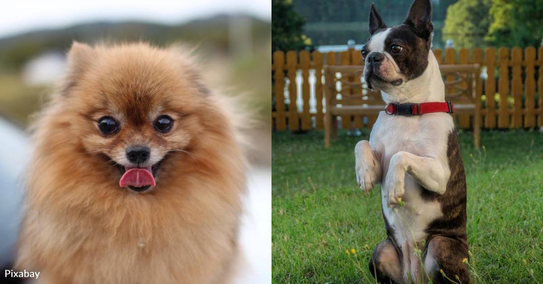 10 Little Dogs with Big Personalities