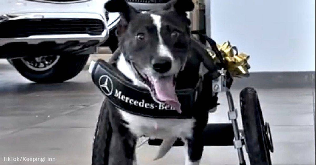 Disabled Dog Gets Wheelchair Gifted From Mercedes Benz & Others