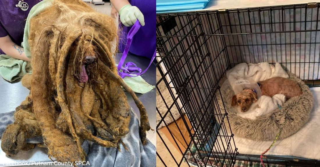 Yet Another Dog Buried in Matted Fur is Rescued and Relieved of Pounds of Excess Baggage