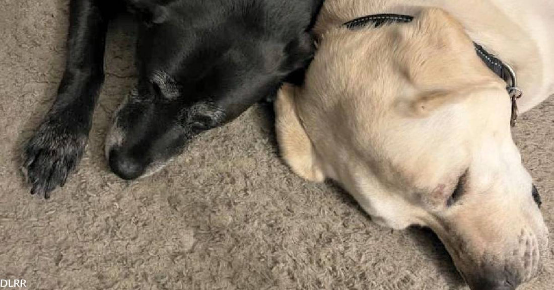 Bonded Marley & Milly Left Devastated After Their Human Suffers Debilitating Stroke