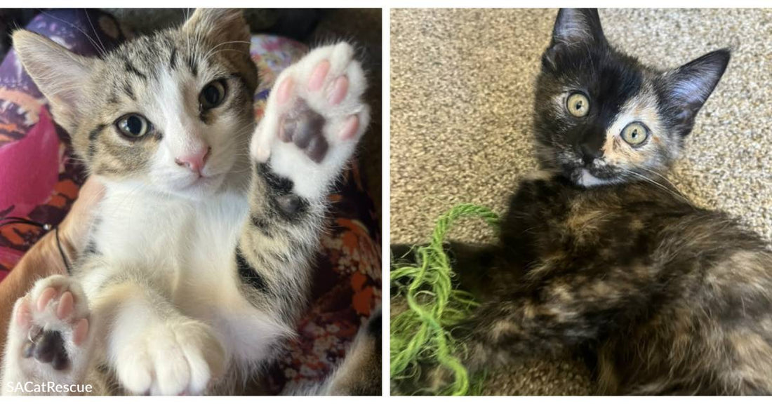 Adoptable Kittens Oreo & Kit Kat are as Sweet as Candy!