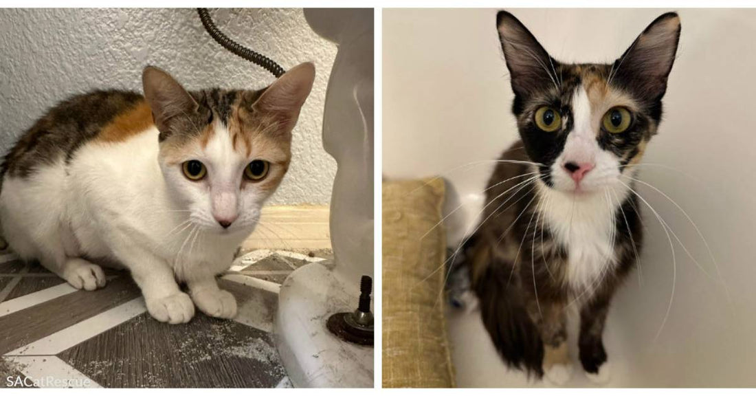 Bonded Felines Sweet Pea & French Toast Need a Forever Home Together