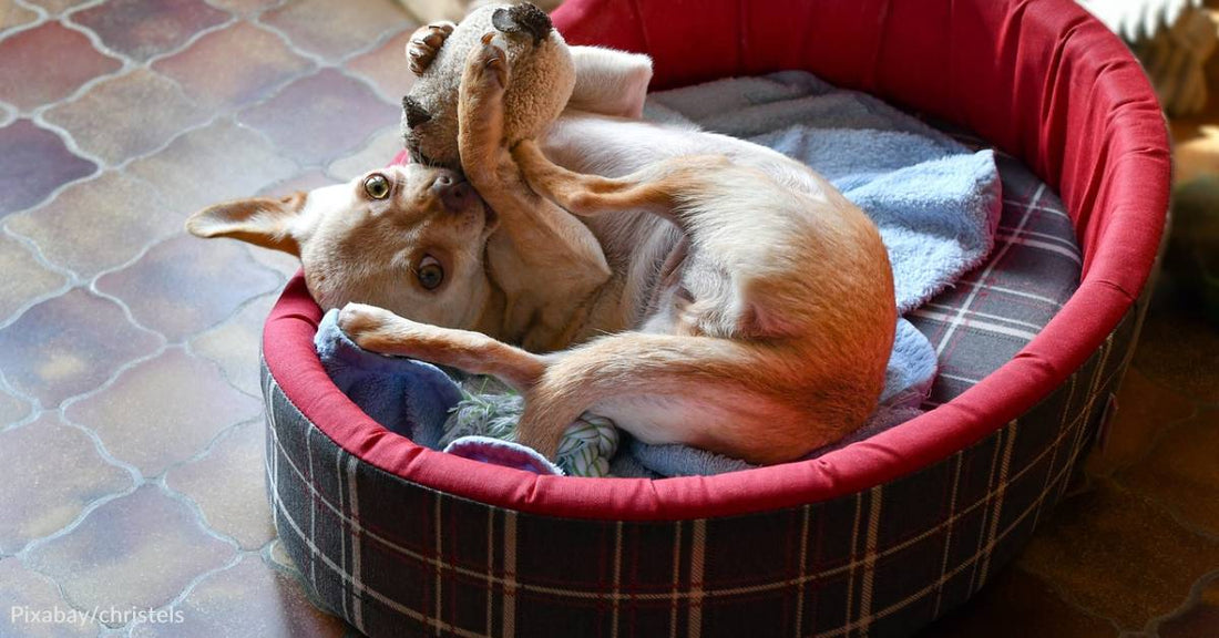 Ideas for Saving Money on Pet Products & Services