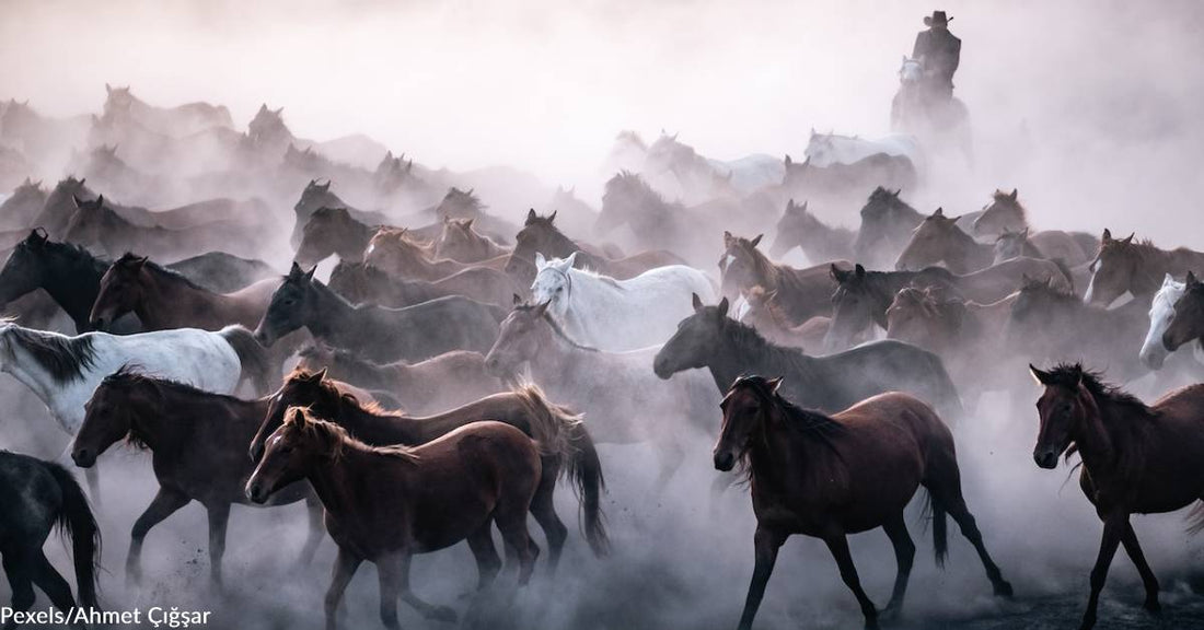 Vet Advises Pet & Livestock Owners to Be Better Prepared for Evacuations