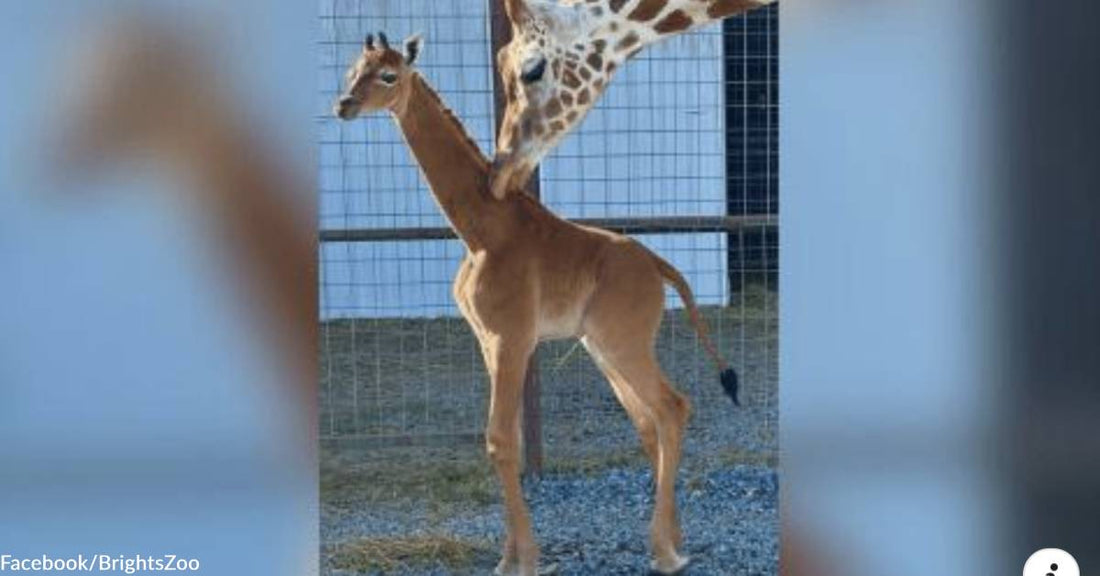 An Extremely Rare "Spotless" Giraffe is Born in a Tennessee Zoo, & She Needs a Name