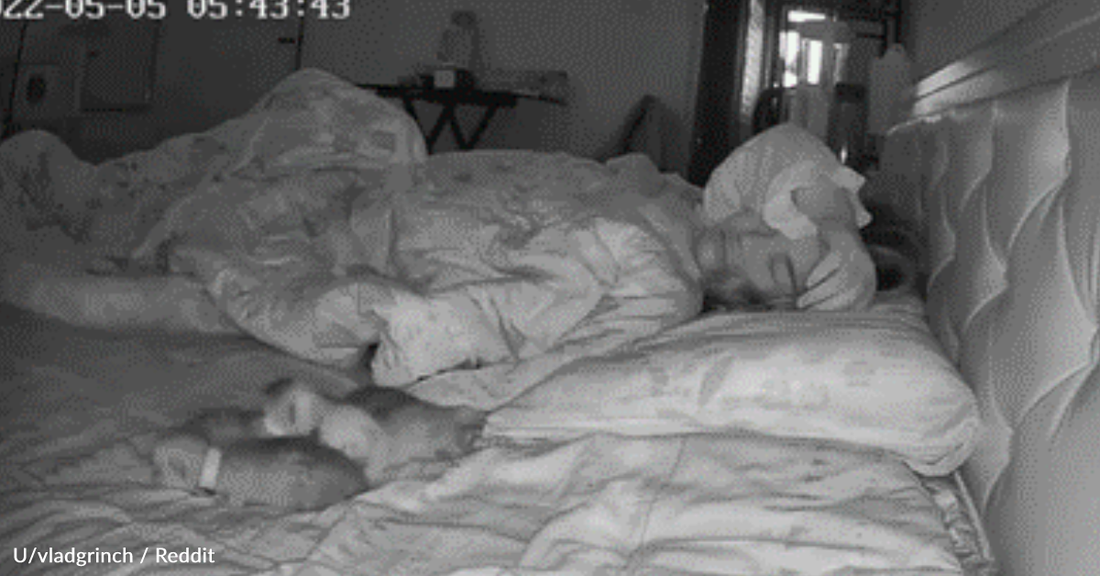 Proud Mama Cat Wakes Human Mom To Show Off Her New Kittens