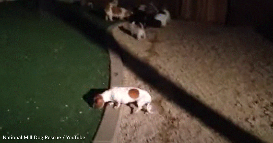 30 Dogs Rescued From Puppy Mills Walk On The Ground For The First Time