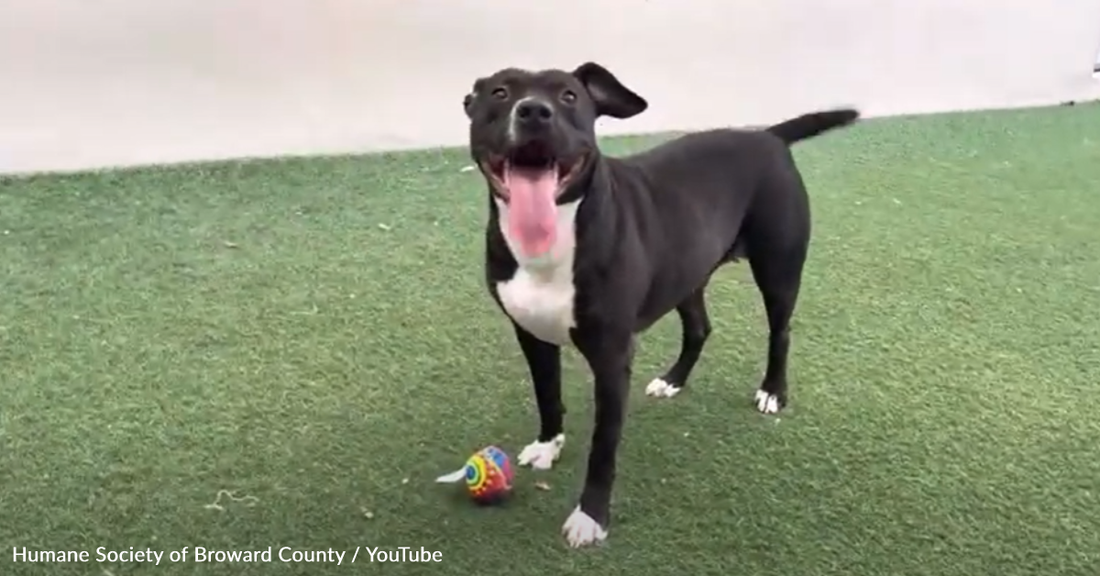 Dog Eagerly Jumps In New Mom's Car After Waiting 100+ Days To Be Adopted