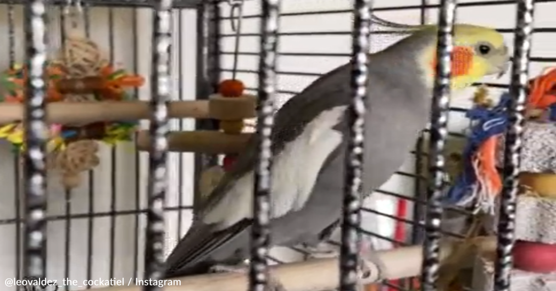 Musical Cockatiel Sings "September" By Earth Wind & Fire