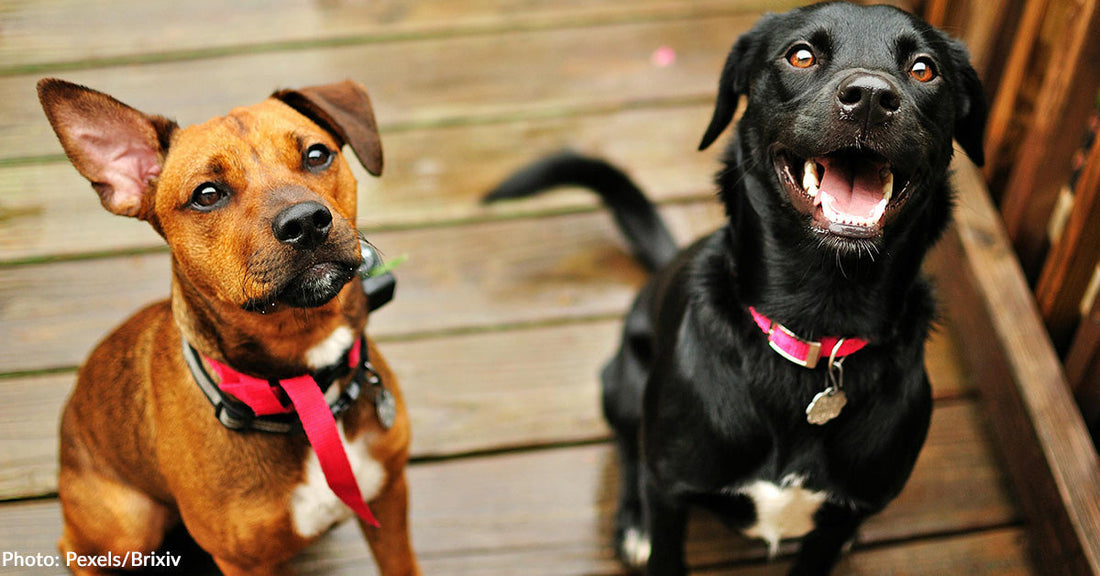 Two dogs, one brown and one black, sit on a wooden deck, looking up happily.