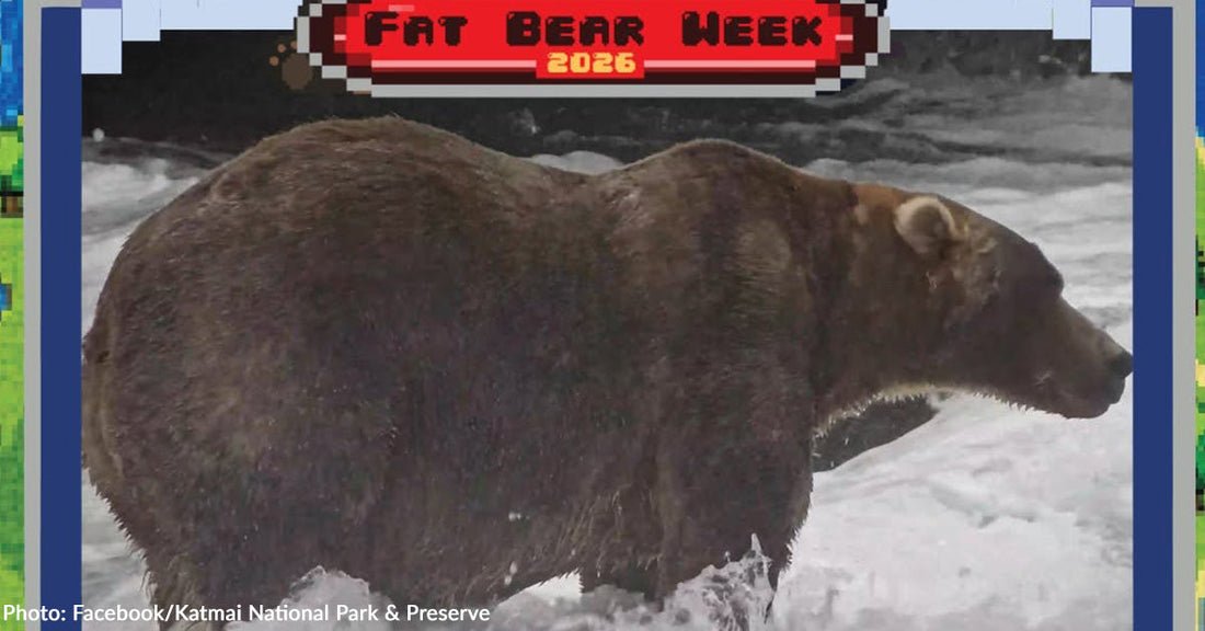 2026 Fat Bear Week Champion is Crowned After Public Votes for Favorite