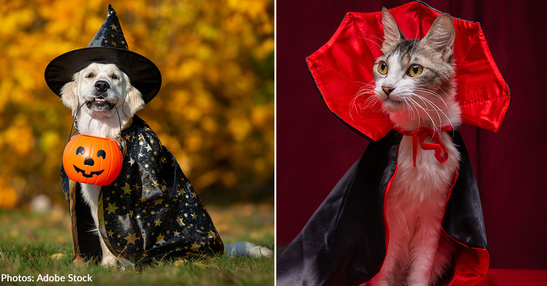 dog dressed in witch costume and cat in vampire costume