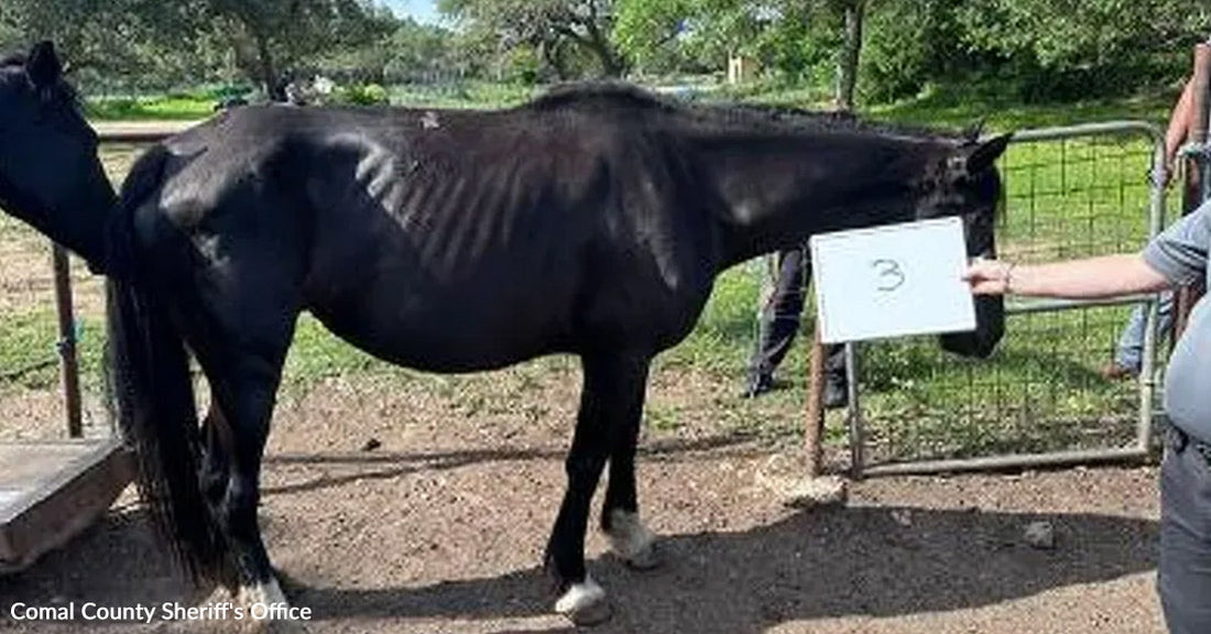 Thin black horse standing in profile outdoors, with ribs and hip bones visibly pronounced, while a person holds a sign nearby.