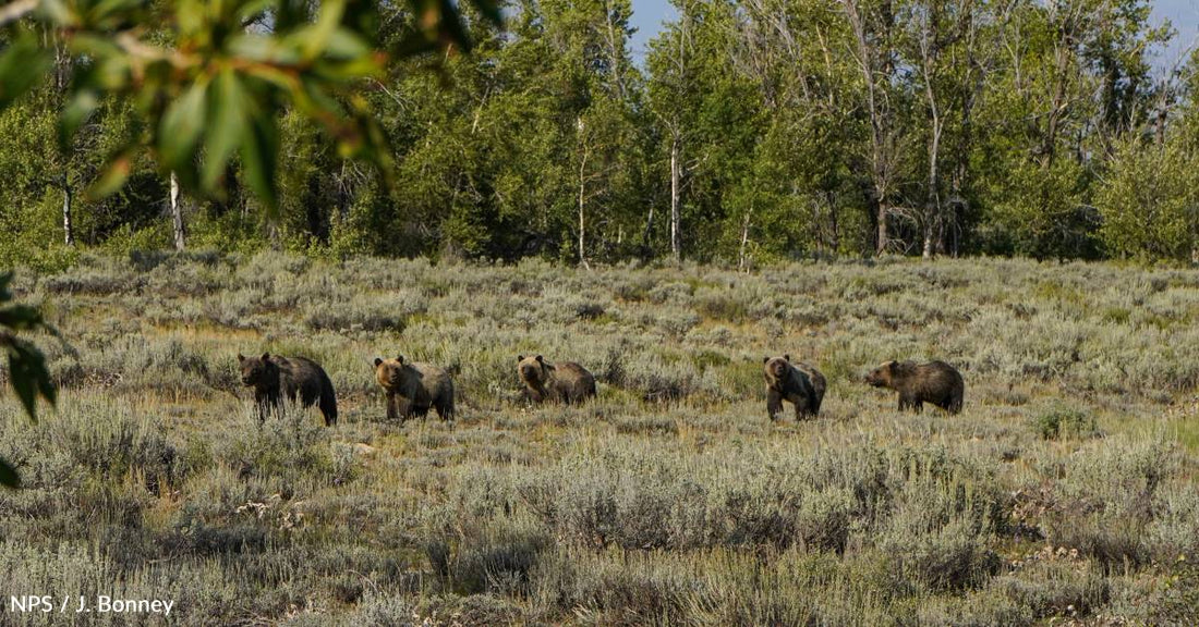 One of Grizzly Bear 399's Four Famous Cubs Killed By Car