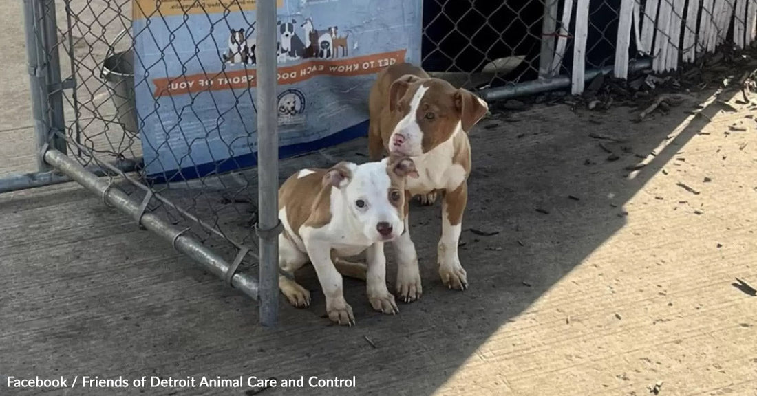 Two playful puppies with brown and white coats sitting near a fence.