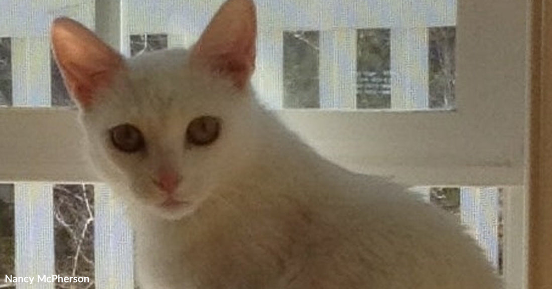 A white cat with pale eyes sits near a window, looking directly at the camera in soft indoor light.