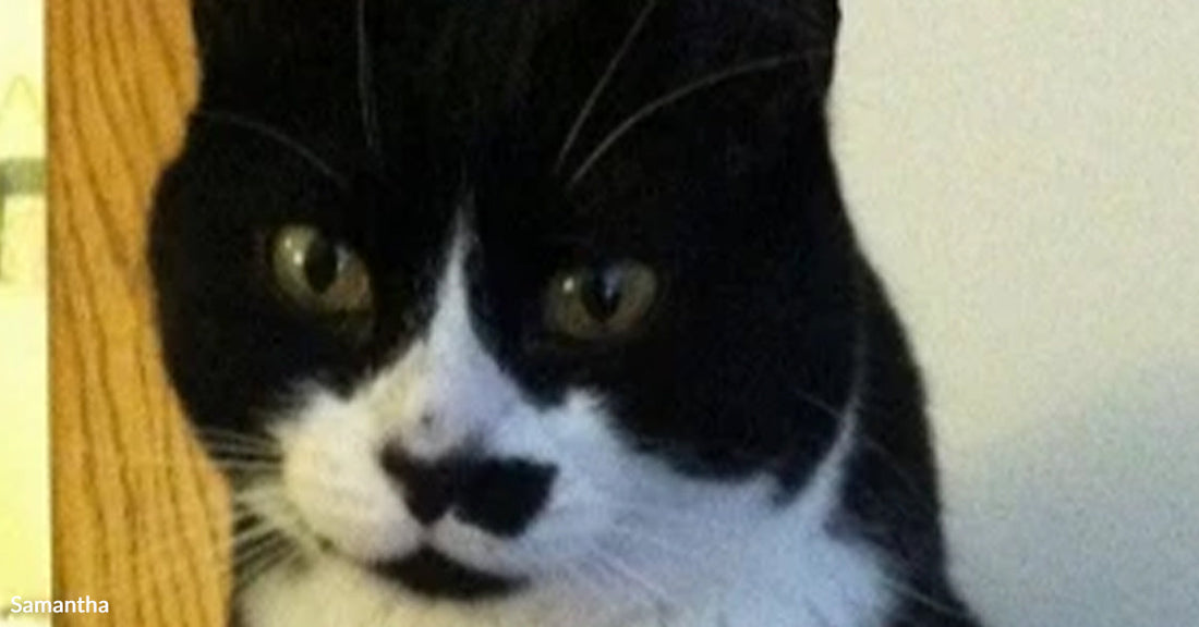 Close-up of a black-and-white cat’s face with a distinctive dark marking under the nose, looking slightly to the side indoors.