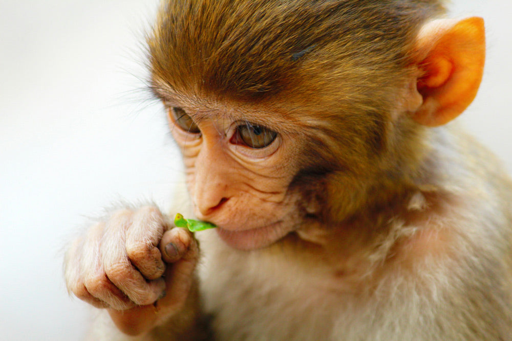 Smuggling, Shortages, and Scandals Drive America’s Monkey Research Crisis