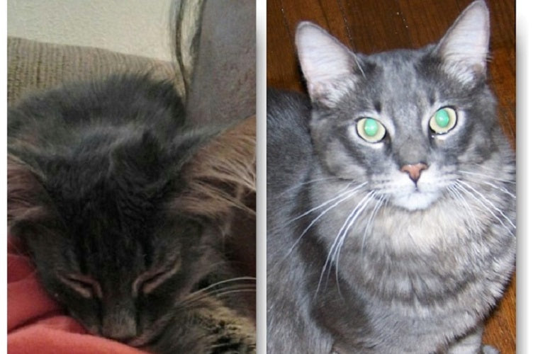 A split image shows a gray kitten sleeping on the left and the same cat grown up and alert on the right.