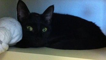 Black cat with bright green eyes lying low on a shelf beside a white ball of yarn.