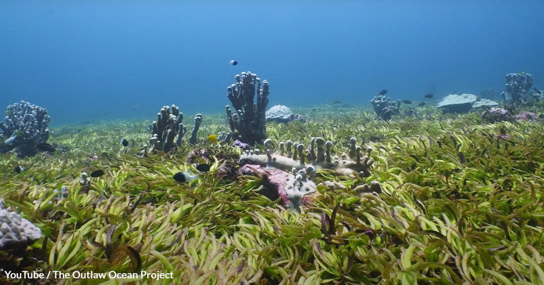 Industrial Fishing Threatens The Last Untouched High Seas Oasis