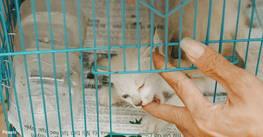 Shelter Employee Gets 40 Year Prison Term For Brutally Torturing Kittens