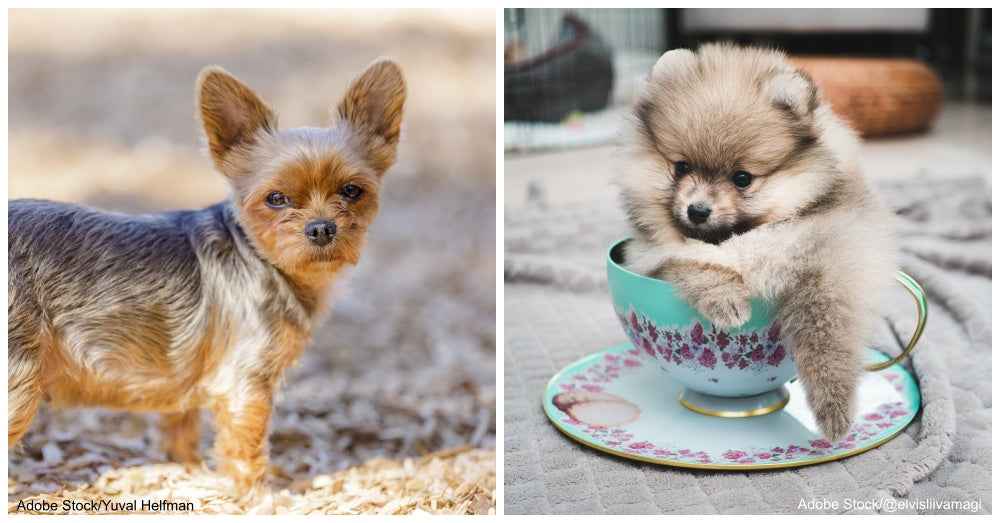 Teacup size shops dogs for