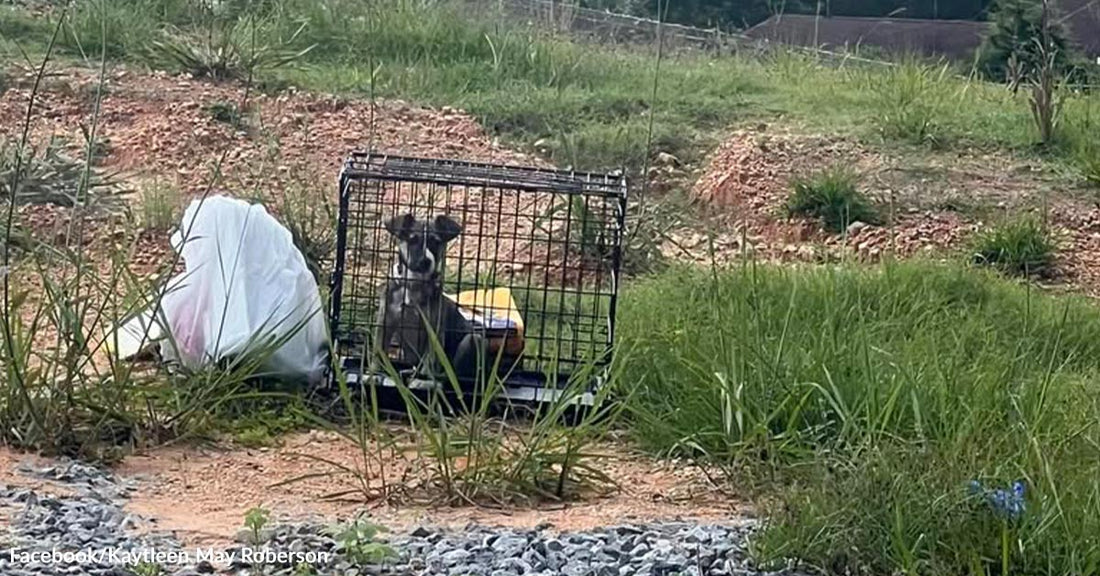 A small dog sits inside a wire cage left outdoors beside a plastic bag and scattered grass.