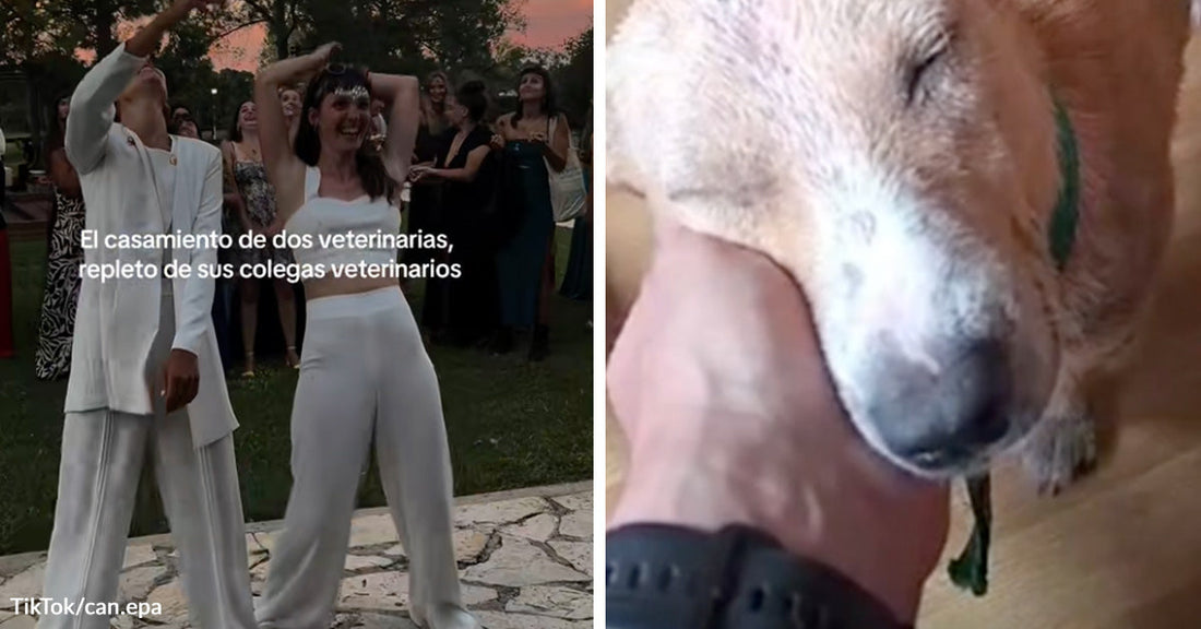 Two people in white outfits celebrate outdoors at a wedding while guests watch behind them, with Spanish text over the image. Close-up of a tan-and-white dog resting its face against a person’s hand indoors.