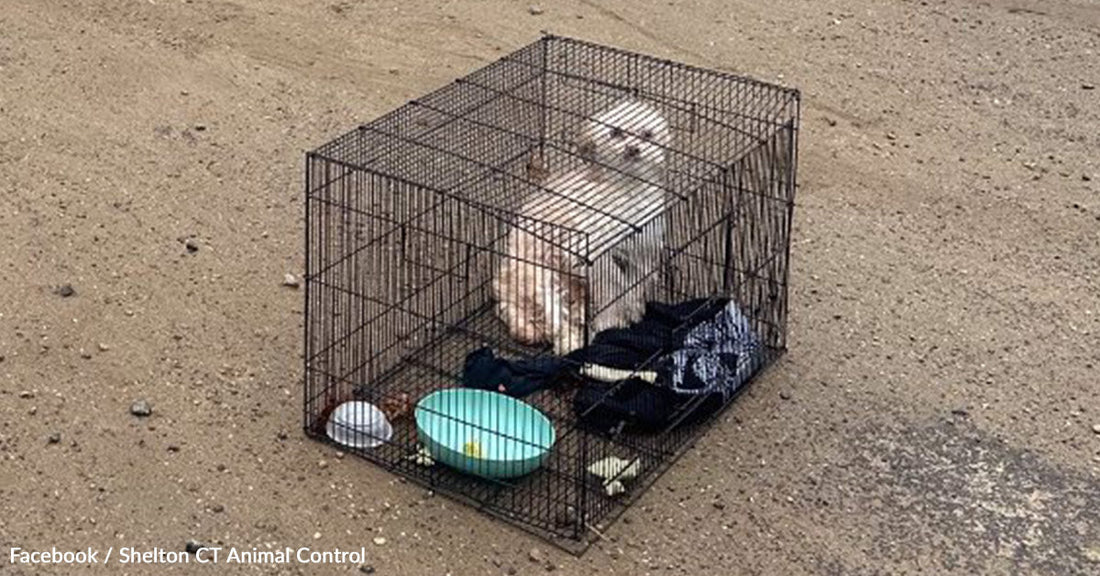 Rescuers Forced To Euthanize Dog Left in Cage With Shattered Bones