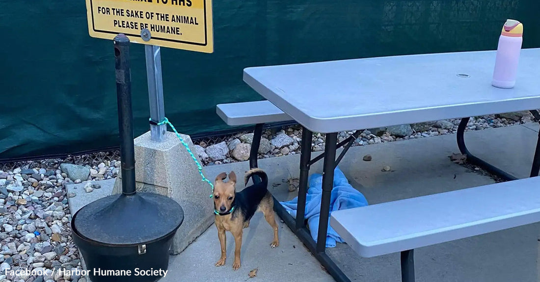 A small dog on a leash near a picnic table and sign about animal care.