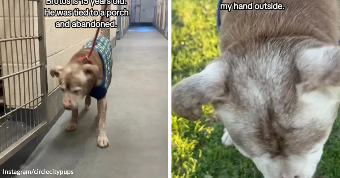 Split image of an older gray dog walking through a shelter hallway in a sweater, then lowering its head outdoors.
