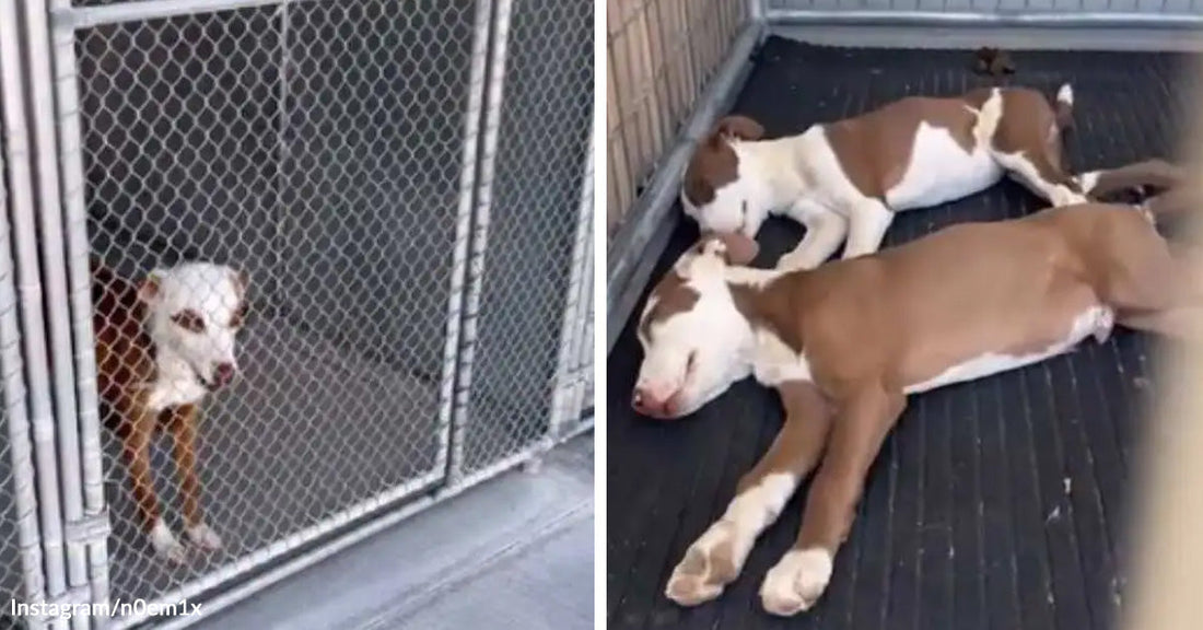Abandoned Shelter Puppy Beats Rejection And Finally Finds The Family He Deserved