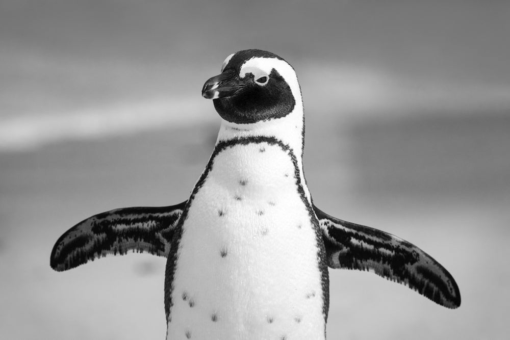 African Penguins Teeter on the Edge of Extinction