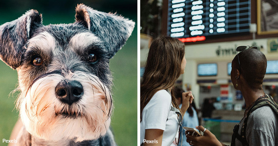 Woman Drowns Miniature Schnauzer in Airport Bathroom After Being Denied Boarding