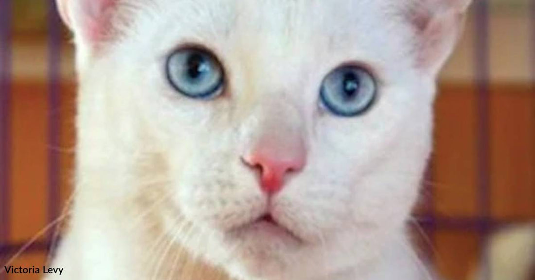 Deaf Cat Returned to Shelter After Experiencing Litter Box Issues