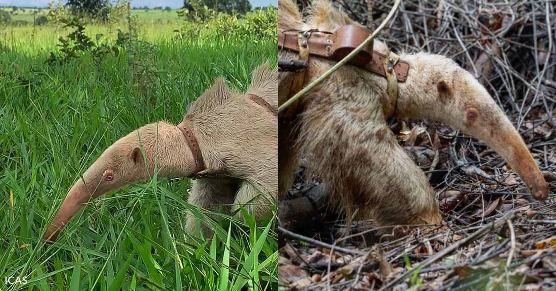 Alvinho the Anteater is Teaching Us About His Species, You're Helping