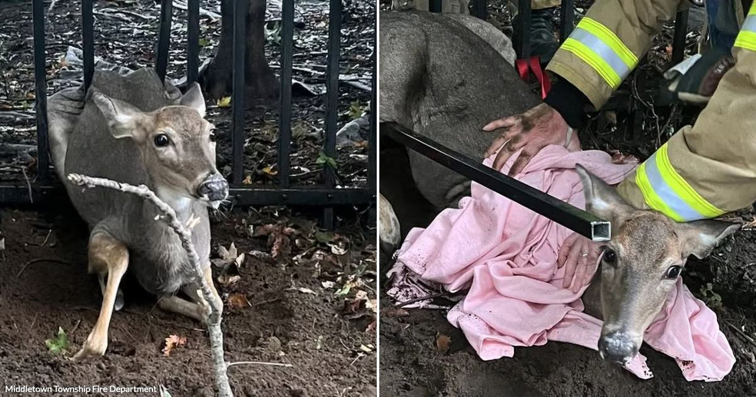 On the left, a deer is trapped in a metal fence as firefighters stand nearby; on the right, firefighters wrap the injured deer in a pink blanket.