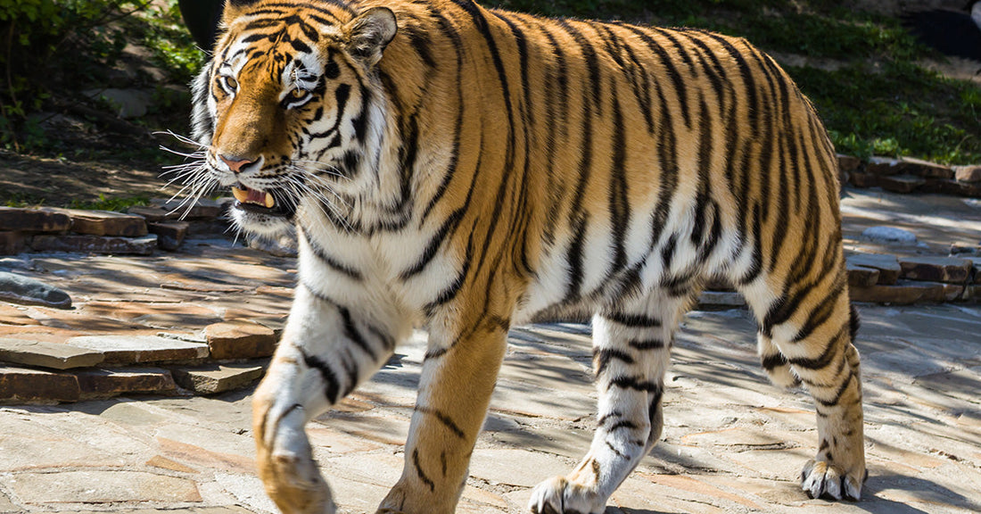 amur tiger walking through enclosure
