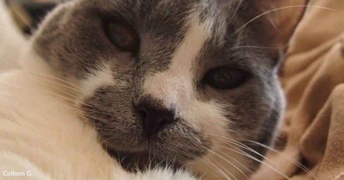 'Old Lady Cat' Finds Happy Home for Her Golden Years