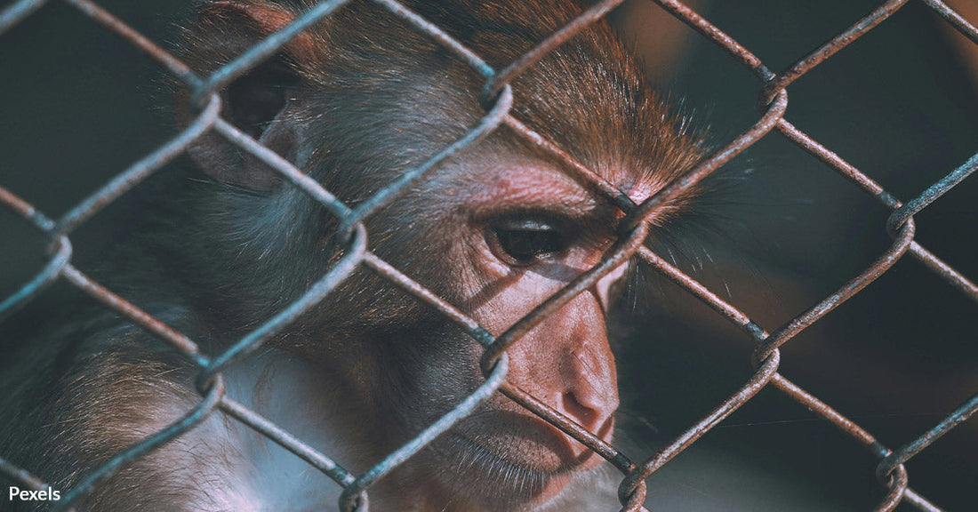 South Carolina Research Lab Faces Backlash as Escaped Monkeys Spark Cruelty Allegations