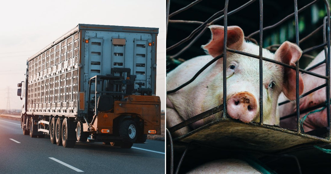 On the left, a large livestock transport truck drives along a rural highway at sunset; on the right, young pigs crowd together in a metal cage.